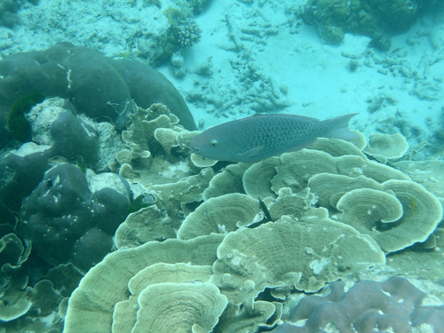 Scarus rubroviolaceus observed 2026-10-24