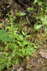 Cerastium pauciflorum
