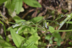 Cerastium pauciflorum