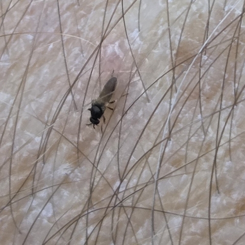 Common Blackflies