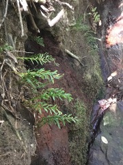 Tmesipteris truncata