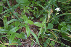 Cerastium pauciflorum