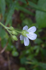 Cerastium pauciflorum