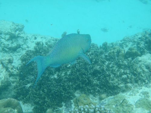 Scarus rubroviolaceus observed 2026-10-24