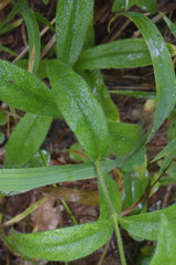 Cerastium pauciflorum