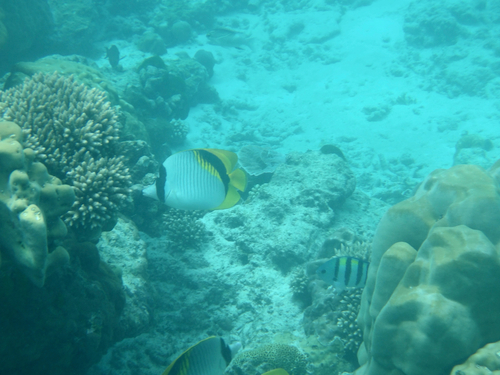 Chaetodon lineolatus observed 2026-10-24