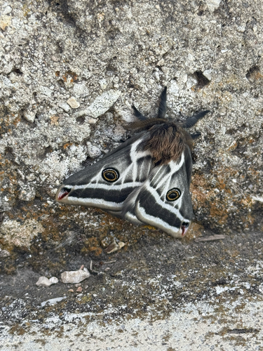 Chihuahuan Agapema