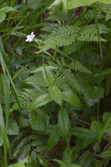 Cerastium pauciflorum