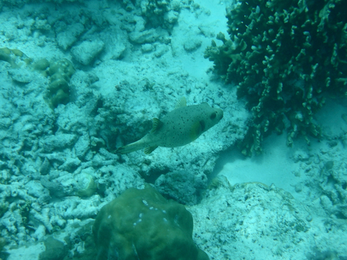 Arothron nigropunctatus observed 2026-10-24