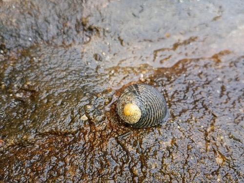 Nerita scabricosta, 2026-10-24