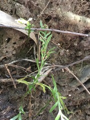 Tmesipteris truncata