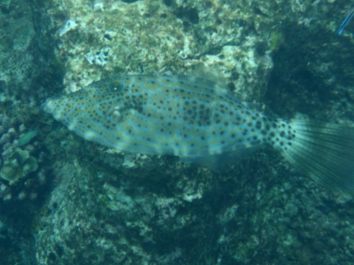 Aluterus scriptus observed 2026-10-24