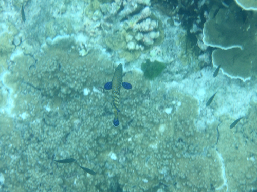 Cephalopholis argus observed 2026-10-24