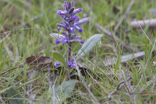 Ajuga australis observed 2026-10-24