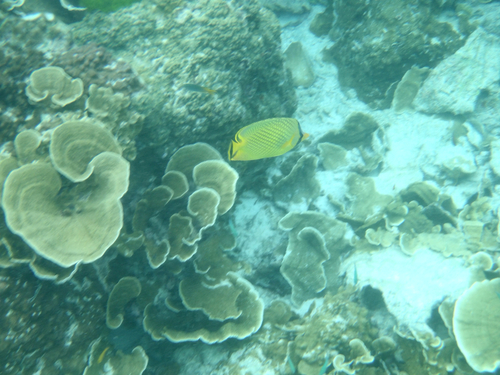 Chaetodon rafflesii observed 2026-10-24