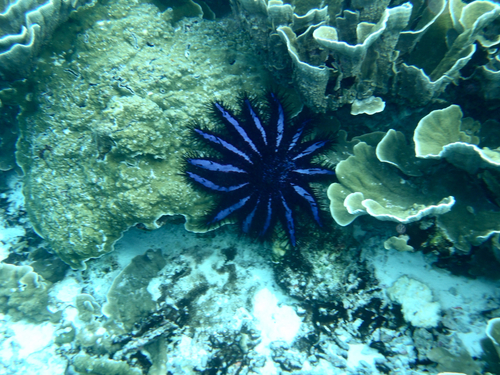 Acanthaster planci observed 2026-10-24