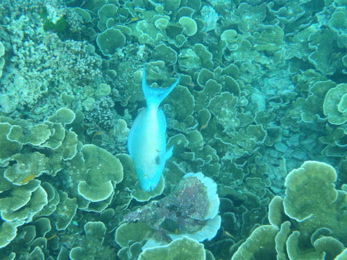 Scarus rubroviolaceus observed 2026-10-24