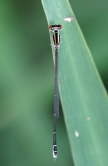 Aciagrion borneense