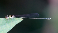 Aciagrion borneense