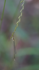 Aciagrion borneense
