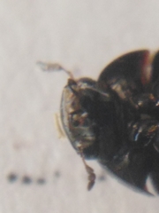 Coelostoma orbiculare