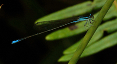 Aciagrion borneense
