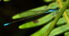 Aciagrion borneense