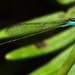 Aciagrion borneense - Photo (c) Eddie Smith, some rights reserved (CC BY), uploaded by Eddie Smith