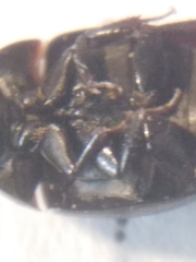 Coelostoma orbiculare