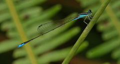 Aciagrion borneense
