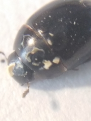 Coelostoma orbiculare