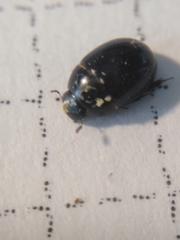 Coelostoma orbiculare