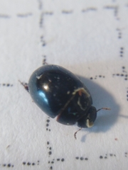 Coelostoma orbiculare