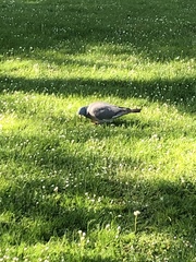 Columba palumbus