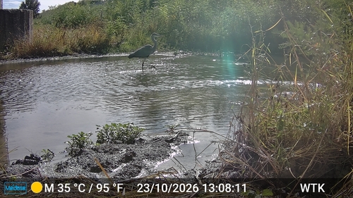 Grey Heron
