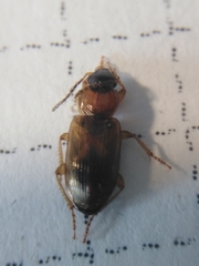 Stenolophus teutonus