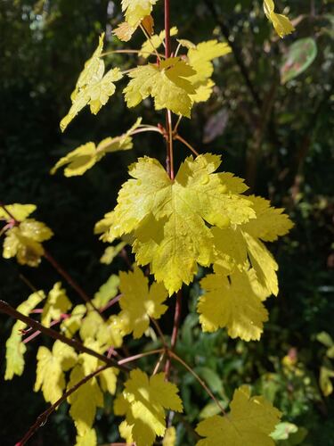 Acer glabrum observed 2026-10-23