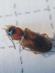 Stenolophus teutonus