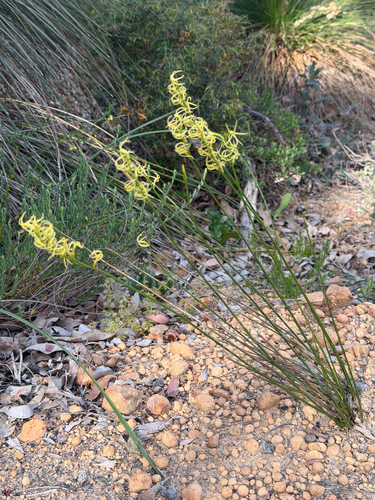 Stackhousia, 2026-10-24