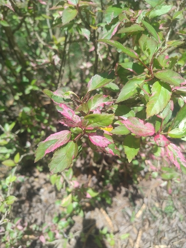 Acalypha amentacea observed 2026-10-24