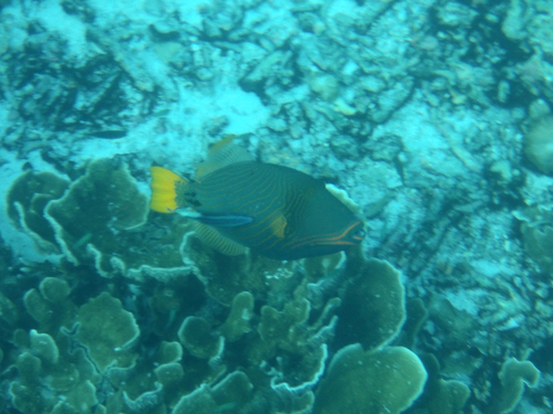 Balistapus undulatus observed 2026-10-24