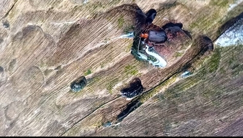 Escarabajos bombarderos