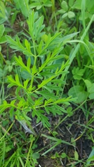 Silphiodaucus prutenicus