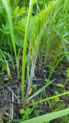 Silphiodaucus prutenicus