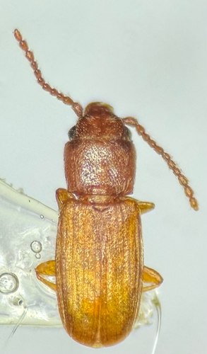 Cryptolestes