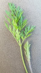 Silphiodaucus prutenicus