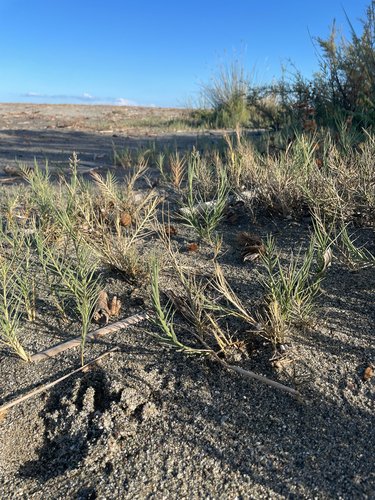 Agrostis stolonifera observed 2026-10-24