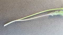 Silphiodaucus prutenicus