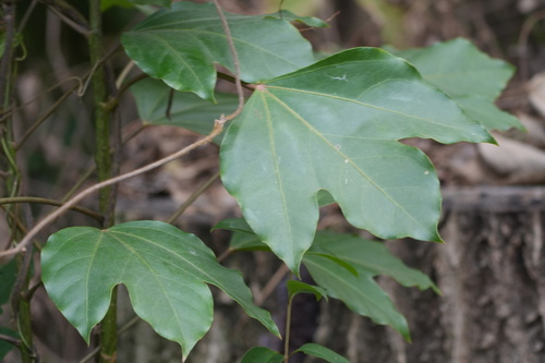 Dendropanax observed 2026-10-23
