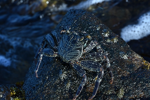 Grapsus grapsus, 2026-10-20